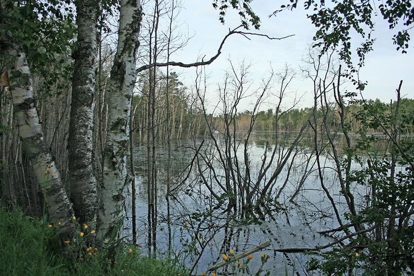 Image from the Elizabeth Lake Lacombe AB hike