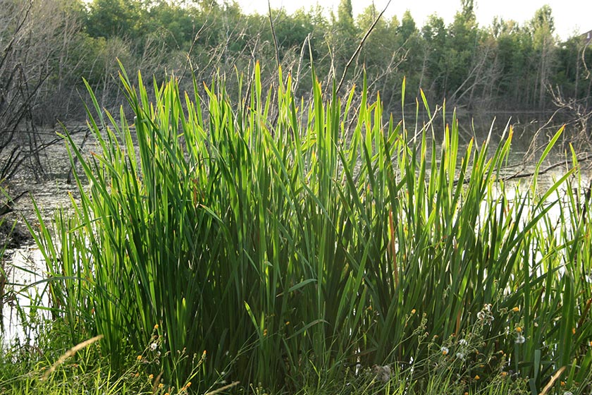 Image from the Elizabeth Lake Lacombe AB hike